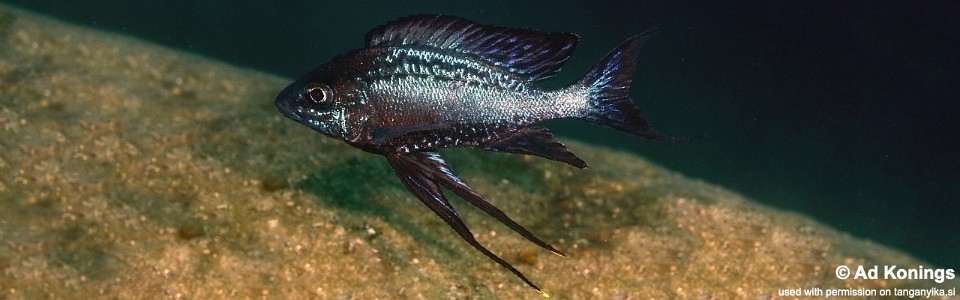 Cyathopharynx sp. 'neon streak' Mtego Bay<br><font color=gray>Cyathopharynx foae 'Mtego Bay'</font>