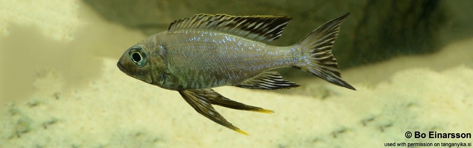 Cyathopharynx sp. 'neon streak' Ndole Bay<br><font color=gray>Cyathopharynx foae 'Ndole Bay'</font>