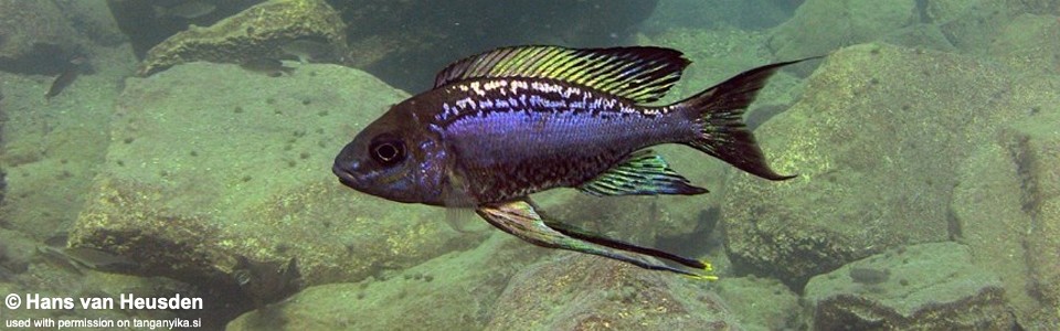 Cyathopharynx sp. 'neon streak' Nkondwe Island<br><font color=gray>Cyathopharynx foae 'Nkondwe Island'</font>