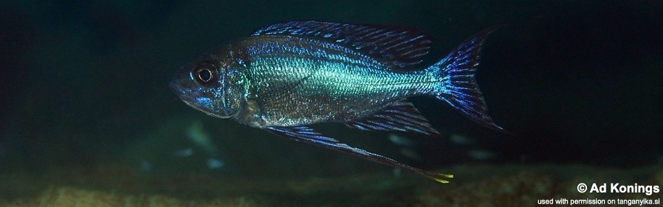 Cyathopharynx sp. 'neon streak' Samazi<br><font color=gray>Cyathopharynx foae 'Samazi'</font>