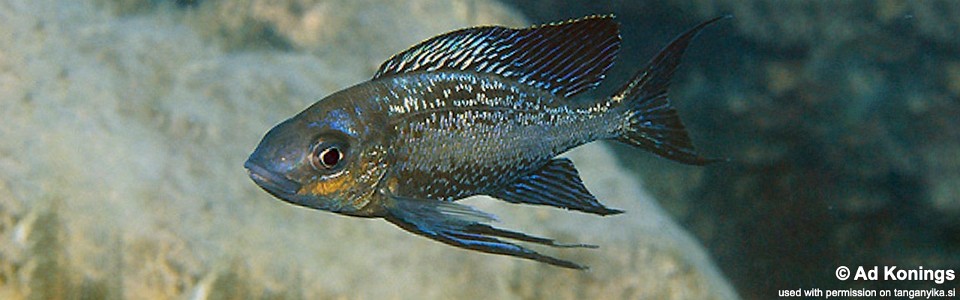 Cyathopharynx sp. 'neon streak' Sumbu Island<br><font color=gray>Cyathopharynx foae 'Sumbu Island'</font>