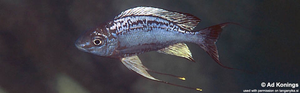 Cyathopharynx sp. 'neon streak' Ulwile Island<br><font color=gray>Cyathopharynx foae 'Ulwile Island'</font>