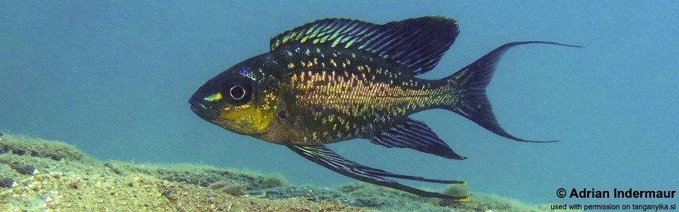 Cyathopharynx sp. 'neon streak' Wonzye Point<br><font color=gray>Cyathopharynx foae 'Wonzye Point'</font>