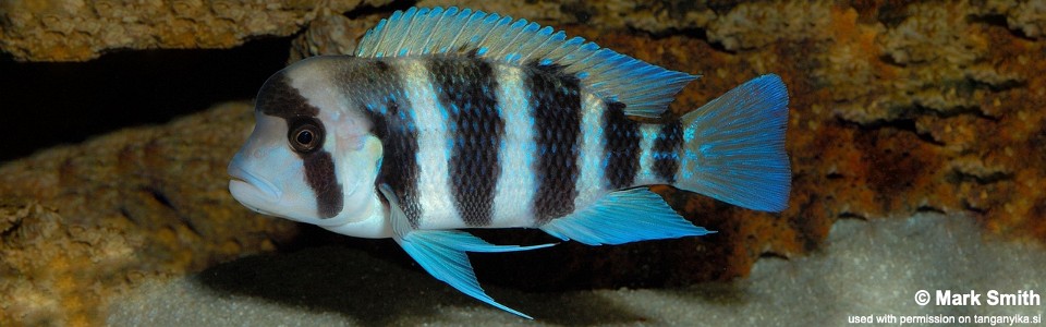 Cyphotilapia cf. frontosa 'Bilila (Kavala) Island'<br><font color=gray>6-bar frontosa</font>