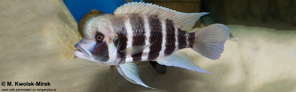 Cyphotilapia frontosa 'Bulombora'<br><font color=gray>7-bar frontosa</font>