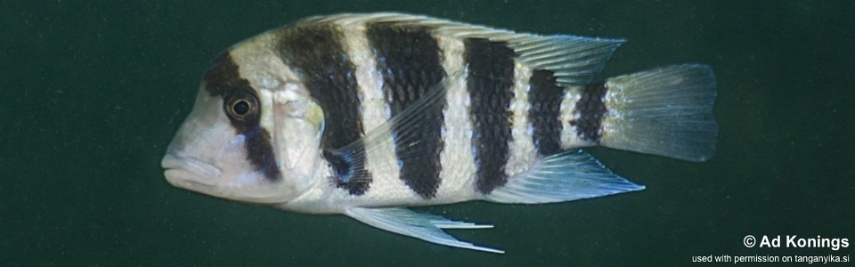 Cyphotilapia frontosa 'Kiliza'<br><font color=gray>6-bar frontosa</font>