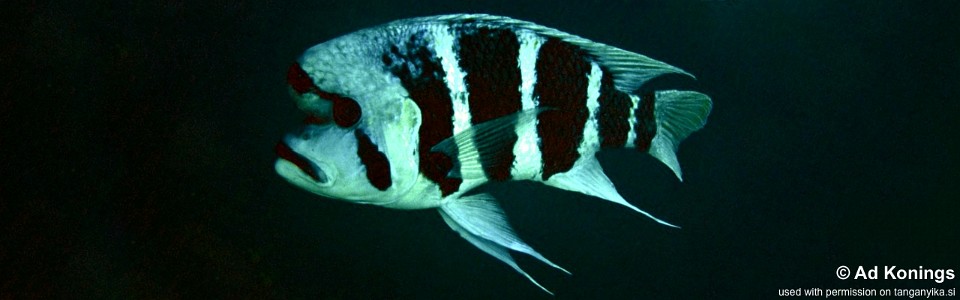 Cyphotilapia cf. frontosa 'Luagala Point'<br><font color=gray>6-bar frontosa</font>