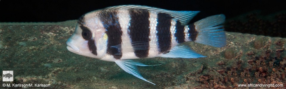 Cyphotilapia cf. frontosa 'Lyamembe'<br><font color=gray>6-bar frontosa</font>