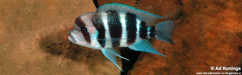 Cyphotilapia frontosa 'Magara'<br><font color=gray>6-bar frontosa</font>