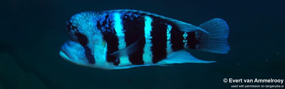 Cyphotilapia cf. frontosa 'Mahale Mountains NP' - 6-bar frontosa