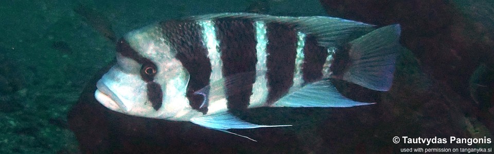 Cyphotilapia cf. frontosa 'Miyako Point'<br><font color=gray>6-bar frontosa</font>