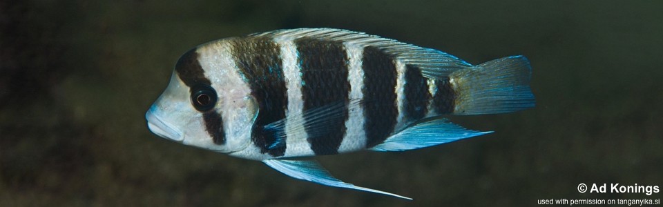 Cyphotilapia frontosa 'Segunga'<br><font color=gray>6-bar frontosa</font>