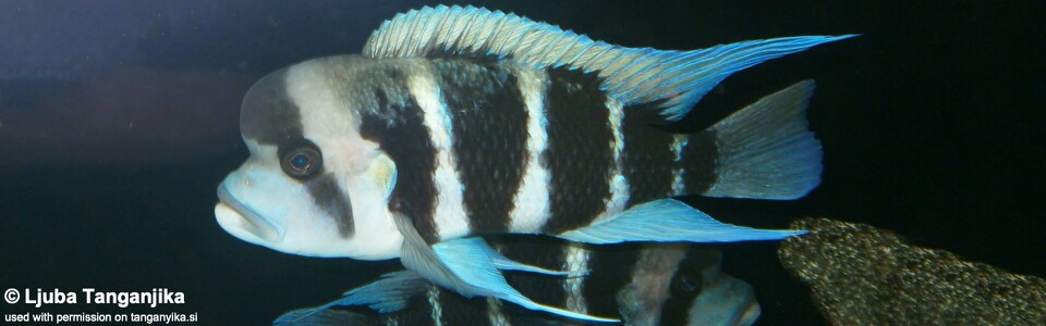Cyphotilapia frontosa (Burundi) - 6-bar frontosa