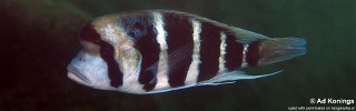 Cyphotilapia frontosa 'Halembe'.jpg