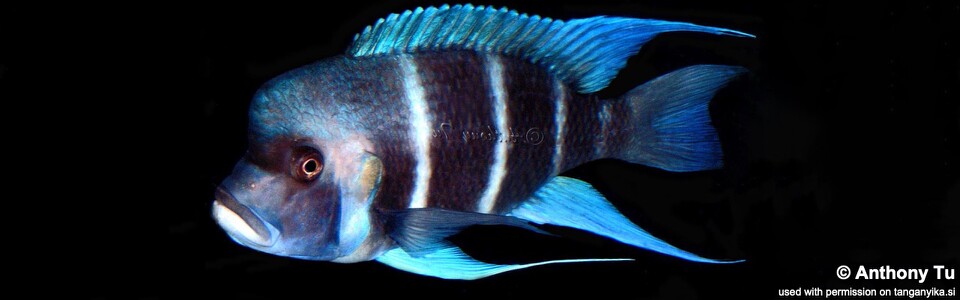 Cyphotilapia gibberosa 'Bismarck (Kasanga) Bay' - Tanzania