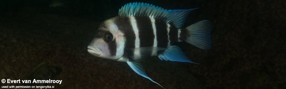 Cyphotilapia gibberosa 'Cape Chaitika'<br><font color=gray>Zambia</font>