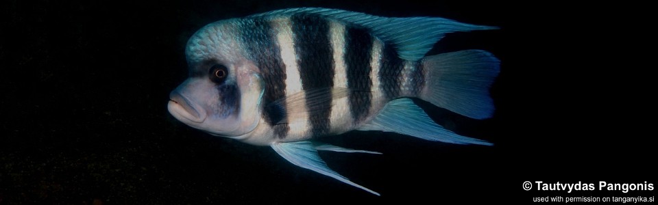 Cyphotilapia gibberosa 'Cape Nundo'<br><font color=gray>Zambia</font>