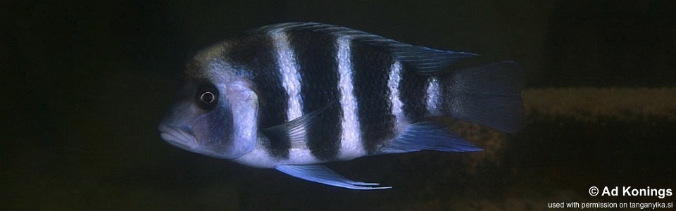 Cyphotilapia gibberosa 'Chituta Bay'<br><font color=gray>Zambia</font>