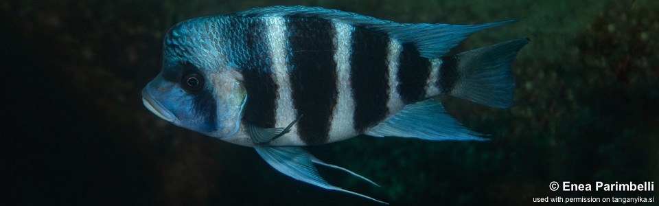 Cyphotilapia gibberosa 'Fulwe Rocks'<br><font color=gray>Tanzania</font>