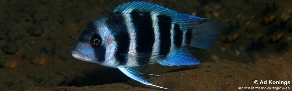 Cyphotilapia gibberosa 'Kabwe Nsolo Bay' - Zambia