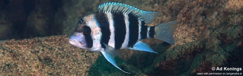 Cyphotilapia gibberosa 'Kalugunga'<br><font color=gray>Tanzania</font>