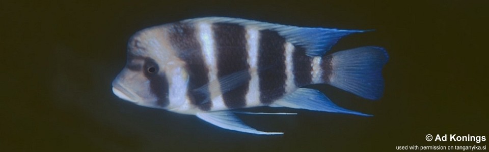 Cyphotilapia gibberosa 'Kambwimba'<br><font color=gray>Tanzania</font>