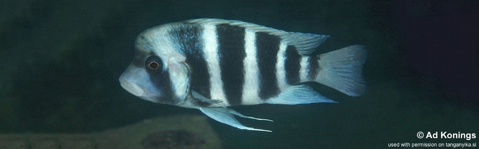 Cyphotilapia gibberosa 'Kansombo' (Kalolo)<br><font color=gray>Tanzania</font>