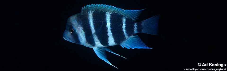 Cyphotilapia gibberosa 'Kantalamba'<br><font color=gray>Tanzania</font>