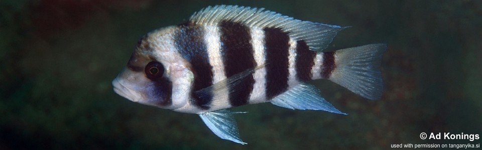 Cyphotilapia gibberosa 'Katondo Point'<br><font color=gray>Tanzania</font>