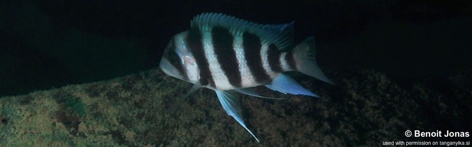 Cyphotilapia gibberosa 'Kerenge Island'<br><font color=gray>Tanzania</font>