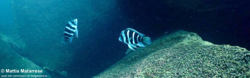 Cyphotilapia gibberosa 'Kirando'<br><font color=gray>Tanzania</font>