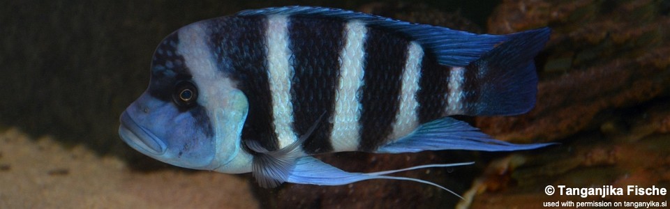 Cyphotilapia gibberosa 'Kitumba'<br><font color=gray>DR Congo</font>