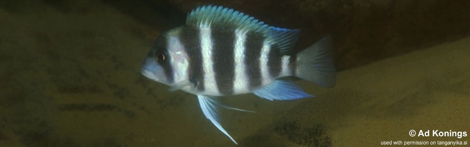 Cyphotilapia gibberosa 'Kombe'<br><font color=gray>Zambia</font>