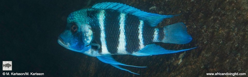 Cyphotilapia gibberosa 'Lupote Rocks'<br><font color=gray>Tanzania</font>