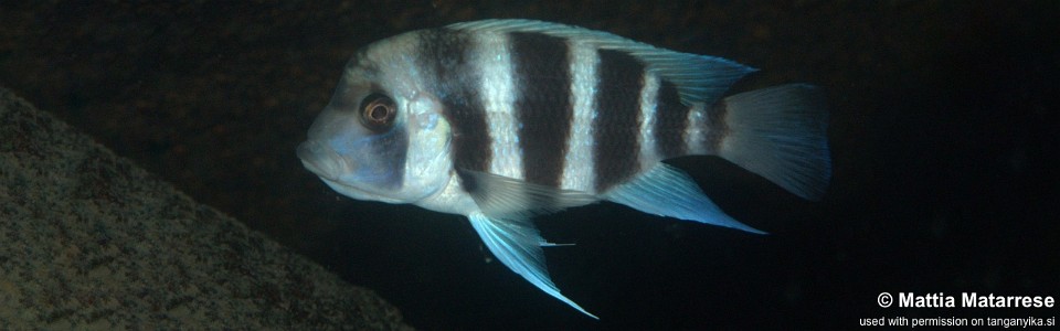 Cyphotilapia gibberosa 'Lwilwi Island'<br><font color=gray>Tanzania</font>