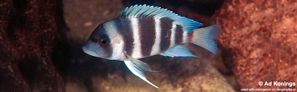 Cyphotilapia gibberosa 'Maleza (Mamalesa) Island' - Tanzania