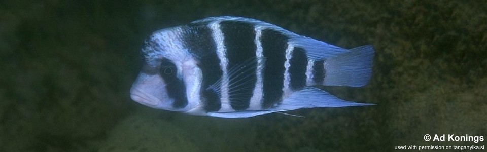 Cyphotilapia gibberosa 'Mbita Island'<br><font color=gray>Zambia</font>