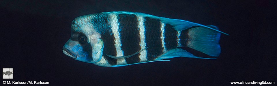 Cyphotilapia gibberosa 'Molwe'<br><font color=gray>Tanzania</font>