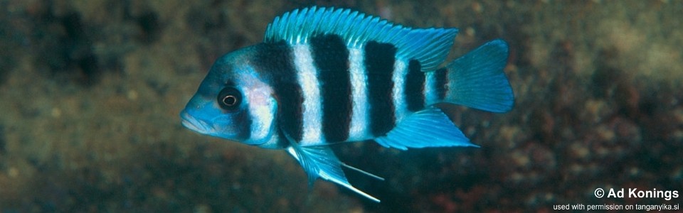 Cyphotilapia gibberosa 'Msalaba'<br><font color=gray>Tanzania</font>