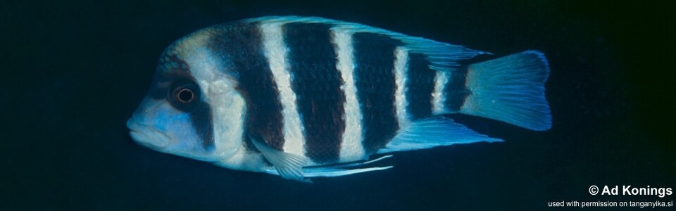 Cyphotilapia gibberosa 'Mtosi Bay' - Tanzania