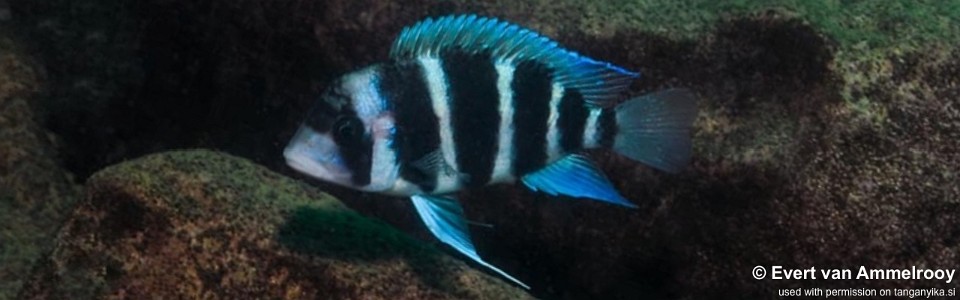 Cyphotilapia gibberosa 'Mulyma'<br><font color=gray>Zambia</font>