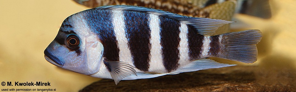 Cyphotilapia gibberosa (Musenga)<br><font color=gray>DR Congo</font>