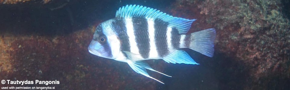 Cyphotilapia gibberosa 'Mvuna Island'<br><font color=gray>Tanzania</font>