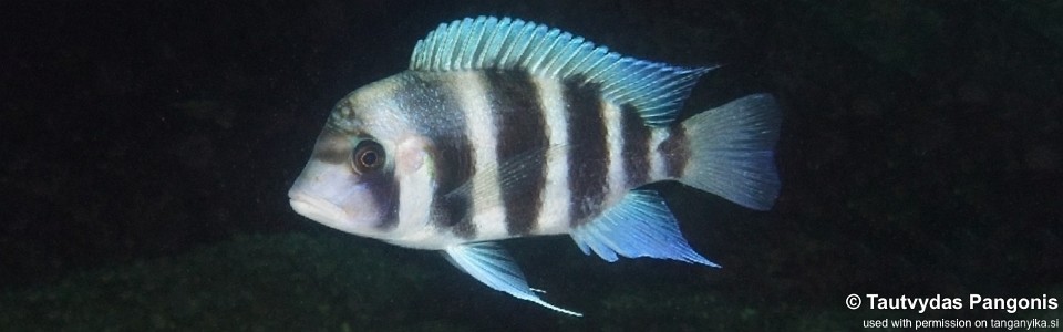 Cyphotilapia gibberosa 'Nausingili Island'<br><font color=gray>Tanzania</font>