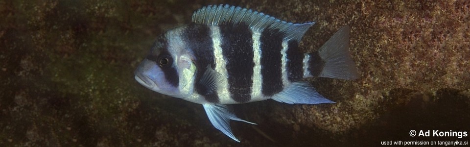 Cyphotilapia gibberosa 'Nzwema'<br><font color=gray>Tanzania</font>