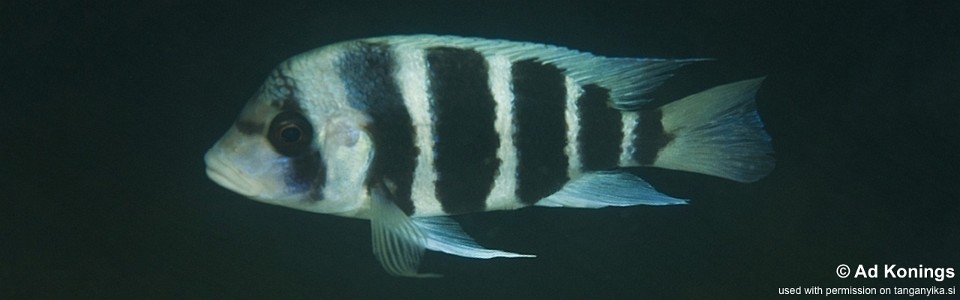 Cyphotilapia gibberosa 'Popo (Kizumbi) Rocks'<br><font color=gray>Tanzania</font>