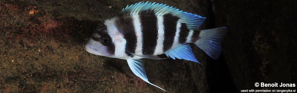 Cyphotilapia gibberosa 'Samazi'<br><font color=gray>Tanzania</font>