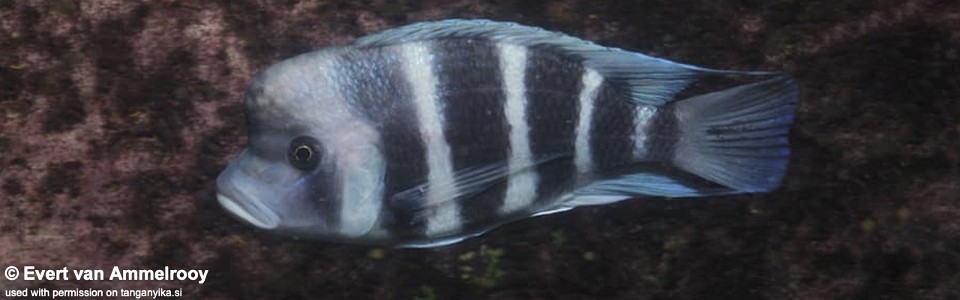 Cyphotilapia gibberosa 'Sumbu NP'<br><font color=gray>Zambia</font>