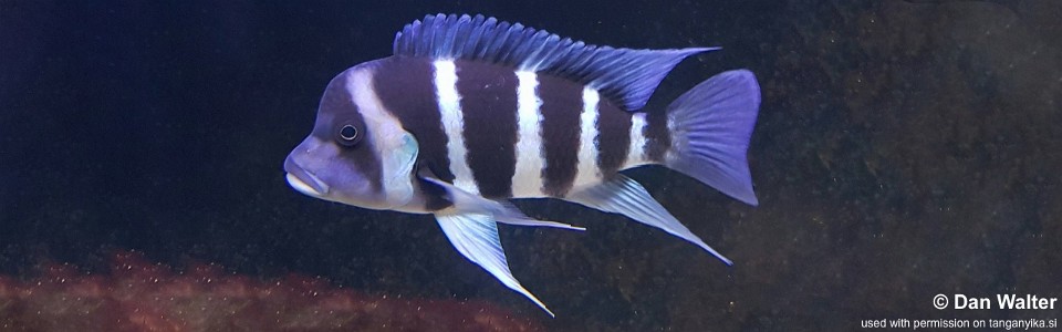 Cyphotilapia gibberosa 'Zongwe' (Chumbu)<br><font color=gray>DR Congo</font>