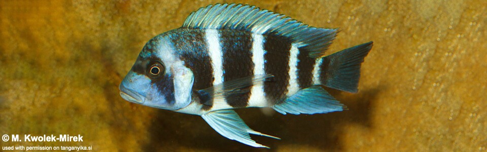 Cyphotilapia gibberosa (Kakwele) - DR Congo